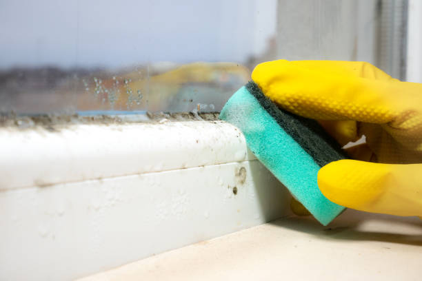 Best Post-Flood Mold Remediation in Stromsburg, NE